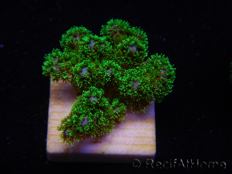 WYSIWYG Pocillopora damicornis green 1A2