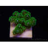 WYSIWYG Pocillopora damicornis green 1A2