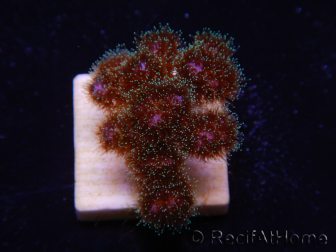 WYSIWYG Pocillopora damicornisrose 1C6