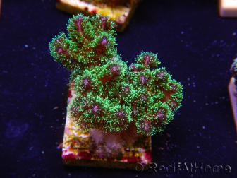 WYSIWYG Pocillopora damicormis tricolor 1E2