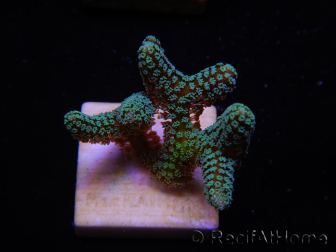 WYSIWYG Seriatopora caliendrum Hybrid (Paradiesvogel-Neon) 1F4