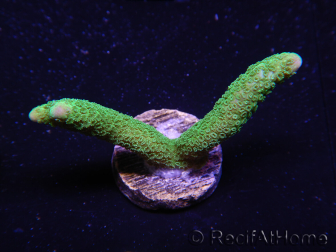 WYSIWYG - Green Montipora digitata 1N2