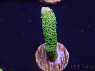 WYSIWYG - Green Montipora digitata 1N4