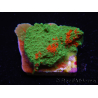 WYSIWYG Montipora plato INJERTADO ULTRA B1