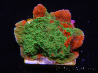 WYSIWYG Grafted Ultra Montipora Plateau B3