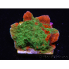 WYSIWYG Montipora plato INJERTADO ULTRA B3