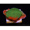 WYSIWYG Montipora plato INJERTADO ULTRA B4