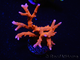 WYSIWYG - JF TNT Anacropora 18C2