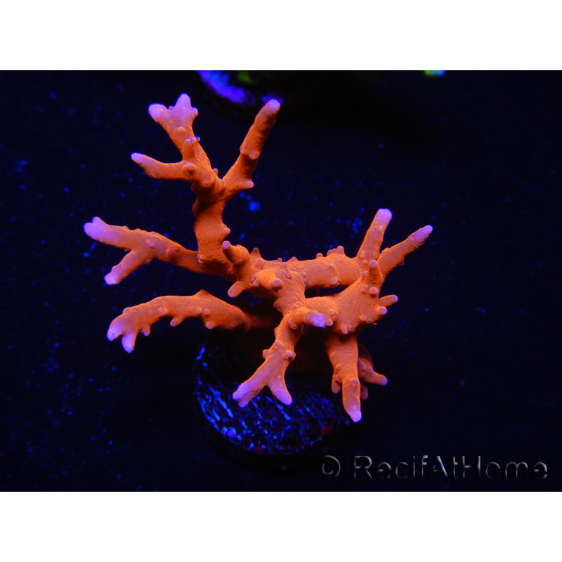 WYSIWYG - JF TNT Anacropora 18C2