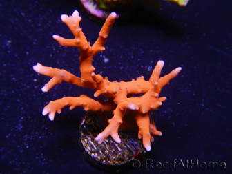 WYSIWYG - JF TNT Anacropora 18C2