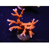 WYSIWYG - JF TNT Anacropora 18C2