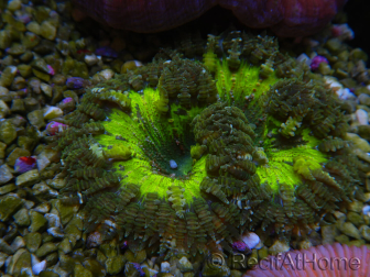 WYSIWYG Phymanthus crucifer (formerly known as Epicystis) 1