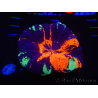 WYSIWYG Homophyllia australis (ex Scolymia) Bleeding Apple 5 (7 cm)