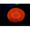 WYSIWYG Homophyllia australis (ex Scolymia) Red 31 (6 cm)