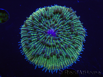 WYSIWYG - RAH Fungia fungites Purple élevage RAH 14 (4 cm)