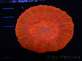 WYSIWYG Homophyllia australis (ex Scolymia) Red 31 (6 cm)