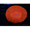 WYSIWYG Homophyllia australis (ex Scolymia) Red 31 (6 cm)