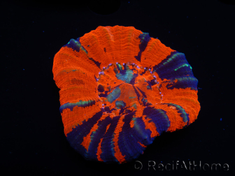 WYSIWYG Homophyllia australis (ex Scolymia) BloodRed 25 (4.5 cm)