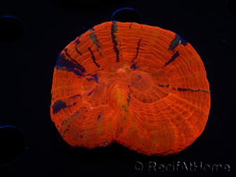 WYSIWYG Homophyllia australis (ex Scolymia) Warpaint 24 (5 cm)