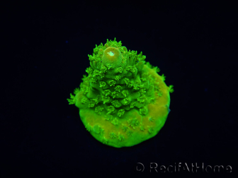 WYSIWYG RAH Toxic Green Acropora humilis 5P3