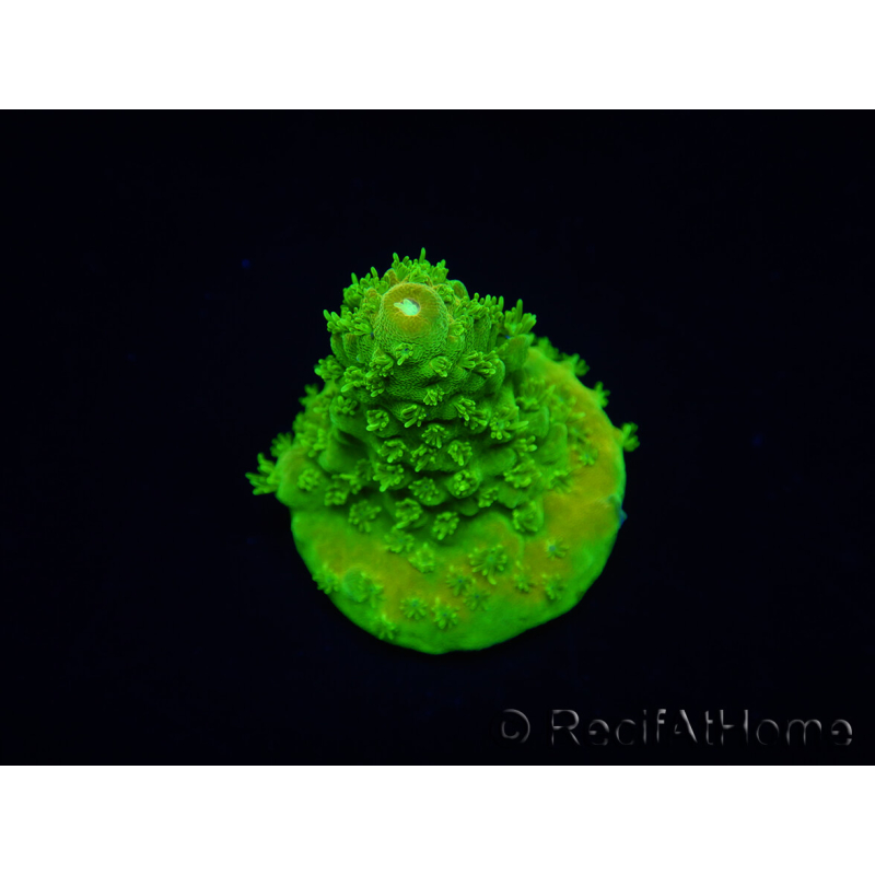 WYSIWYG RAH Toxic Green Acropora humilis 5P3