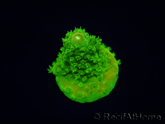 WYSIWYG RAH Toxic Green Acropora humilis 5P3