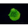 WYSIWYG RAH Toxic Green Acropora humilis 5P3