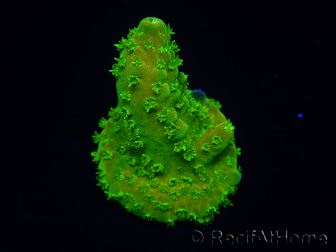 WYSIWYG RAH Toxic Green Acropora humilis 5P4