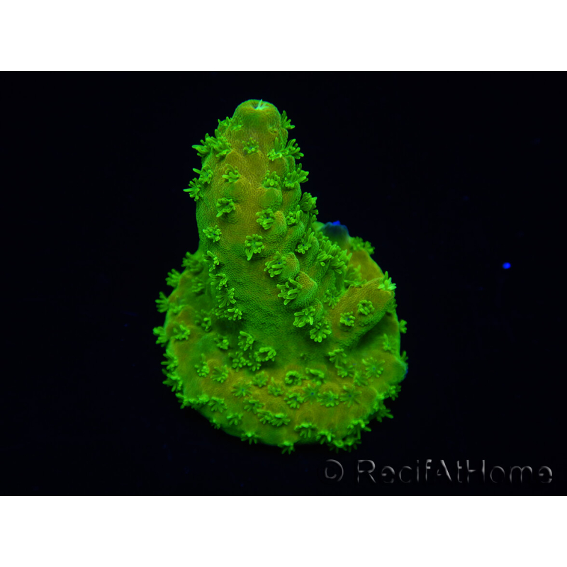 WYSIWYG RAH Toxic Green Acropora humilis 5P4