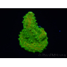 WYSIWYG RAH Toxic Green Acropora humilis 5P4