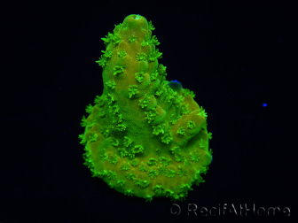 WYSIWYG RAH Toxic Green Acropora humilis 5P4