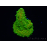 WYSIWYG RAH Toxic Green Acropora humilis 5P4