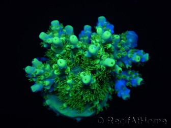 WYSIWYG RAH Acropora Hematoma 5J1