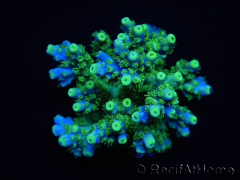 WYSIWYG RAH Acropora Hematoma 5J3