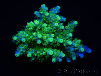 WYSIWYG RAH Acropora Hematoma 5J4