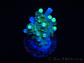 WYSIWYG RAH Acropora tenuis Plutonium 5A1