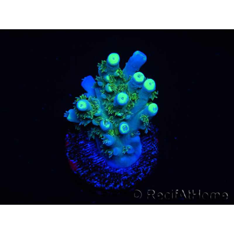 WYSIWYG RAH Acropora tenuis Plutonio 5A1