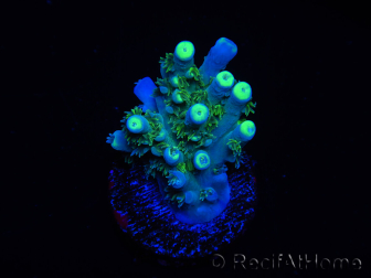 WYSIWYG RAH Acropora tenuis Plutonium 5A1