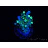 WYSIWYG RAH Acropora tenuis Plutonium 5A1