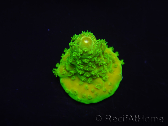 WYSIWYG RAH Toxic Green Acropora humilis 5P3