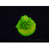 WYSIWYG RAH Toxic Green Acropora humilis 5P3