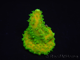 WYSIWYG RAH Toxic Green Acropora humilis 5P4