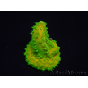 WYSIWYG RAH Toxic Green Acropora humilis 5P4