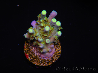 WYSIWYG RAH Acropora tenuis Plutonio 5A1