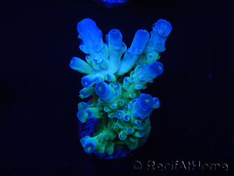 WYSIWYG RAH Acropora Rainstorm 5C2