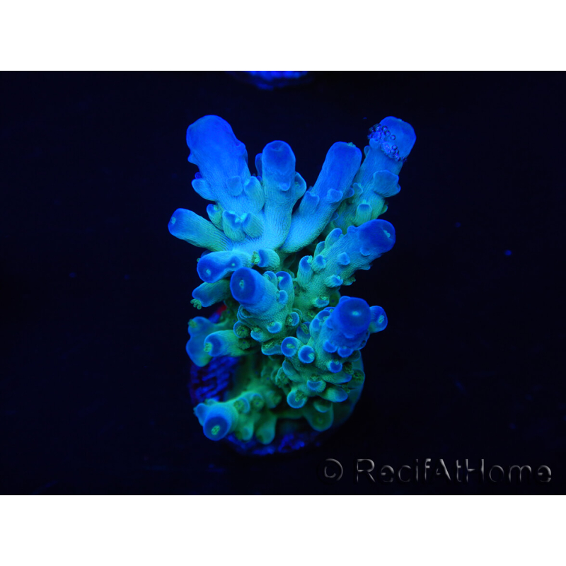 WYSIWYG RAH Acropora austera teal 5X2