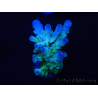 WYSIWYG RAH Acropora austera teal 5X2