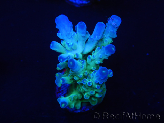 WYSIWYG RAH Acropora Rainstorm 5C2