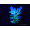 WYSIWYG RAH Acropora Rainstorm 5C2