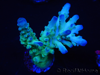 WYSIWYG RAH Acropora austera teal 5X3